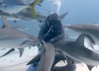 La insólita reacción de un grupo de tiburones con una buceadora