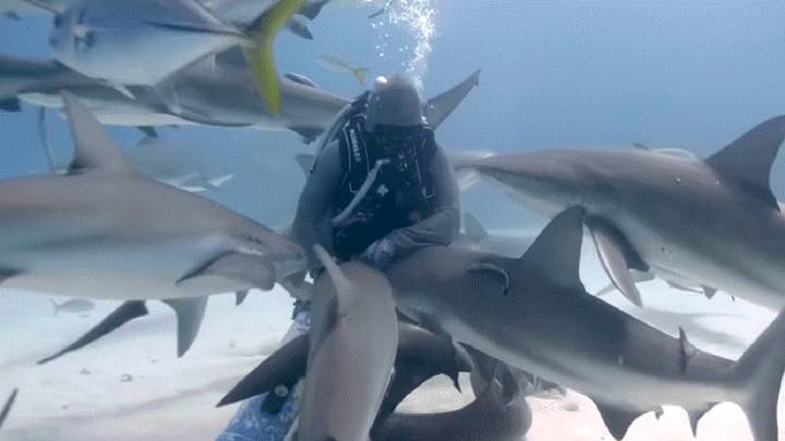 La insólita reacción de un grupo de tiburones con una buceadora