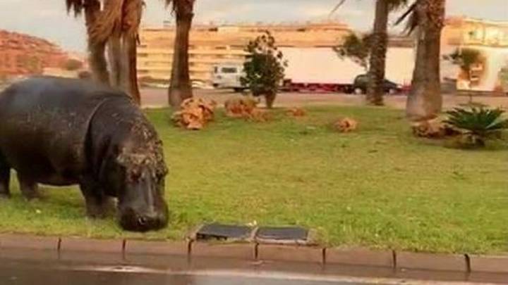 Indignación en redes por el hipopótamo que se escapó de un circo en Almería