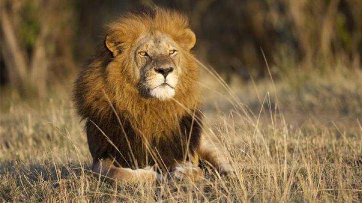 Muere un cazador furtivo atacado por un elefante y devorado por leones