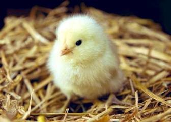 "¿Quieres ver mi 'pollo'?" La confusión sexual que ha desatado las risas en Twitter