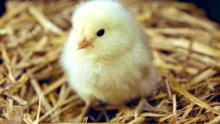 "¿Quieres ver mi 'pollo'?" La confusión sexual que ha desatado las risas en Twitter