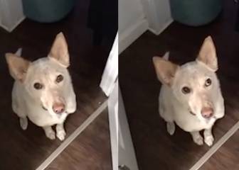 Este tierno perro quería salir a la calle, y le hizo un curioso gesto a su dueño