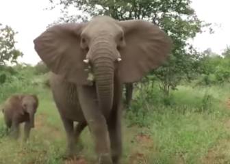 La estampida de unos elefantes que obliga a dar marcha atrás a un Safari