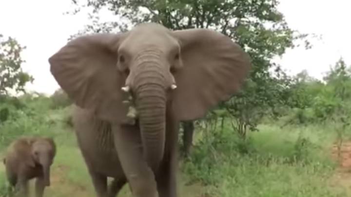 La estampida de unos elefantes que obliga a dar marcha atrás a un Safari
