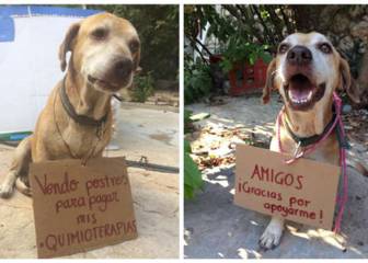 Así es Deko, el perro que vende postres para pagar su quimioterapia