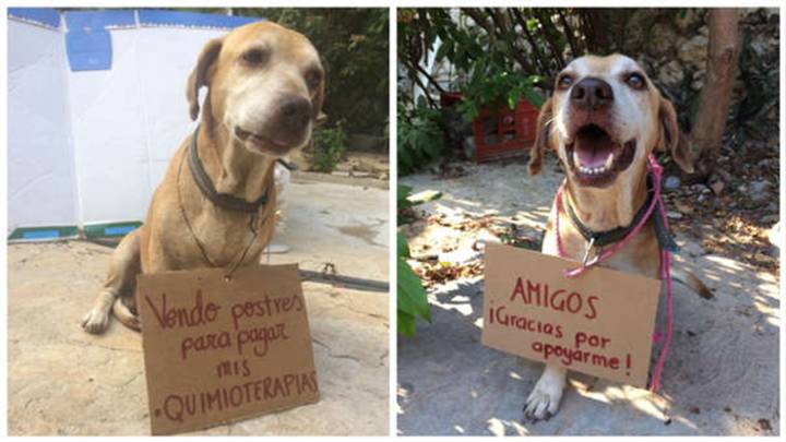 Así es Deko, el perro que vende postres para pagar su quimioterapia