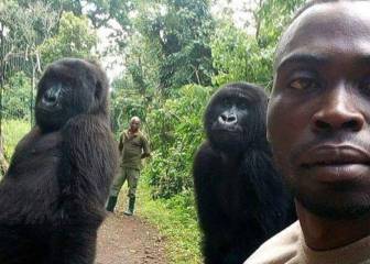 ¡Insólito! Dos gorilas posan en un selfie con unos anti cazadores