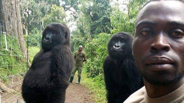 ¡Insólito! Dos gorilas posan en un selfie con unos anti cazadores
