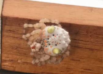 Esta araña parece una suculenta pieza de sushi