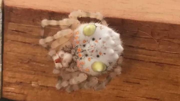 Esta araña parece una suculenta pieza de sushi