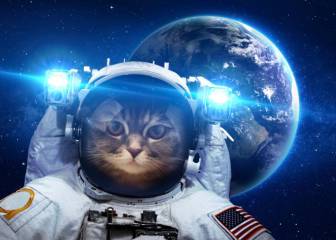 Pikachu, el primer gato cuyas cenizas viajarán al espacio