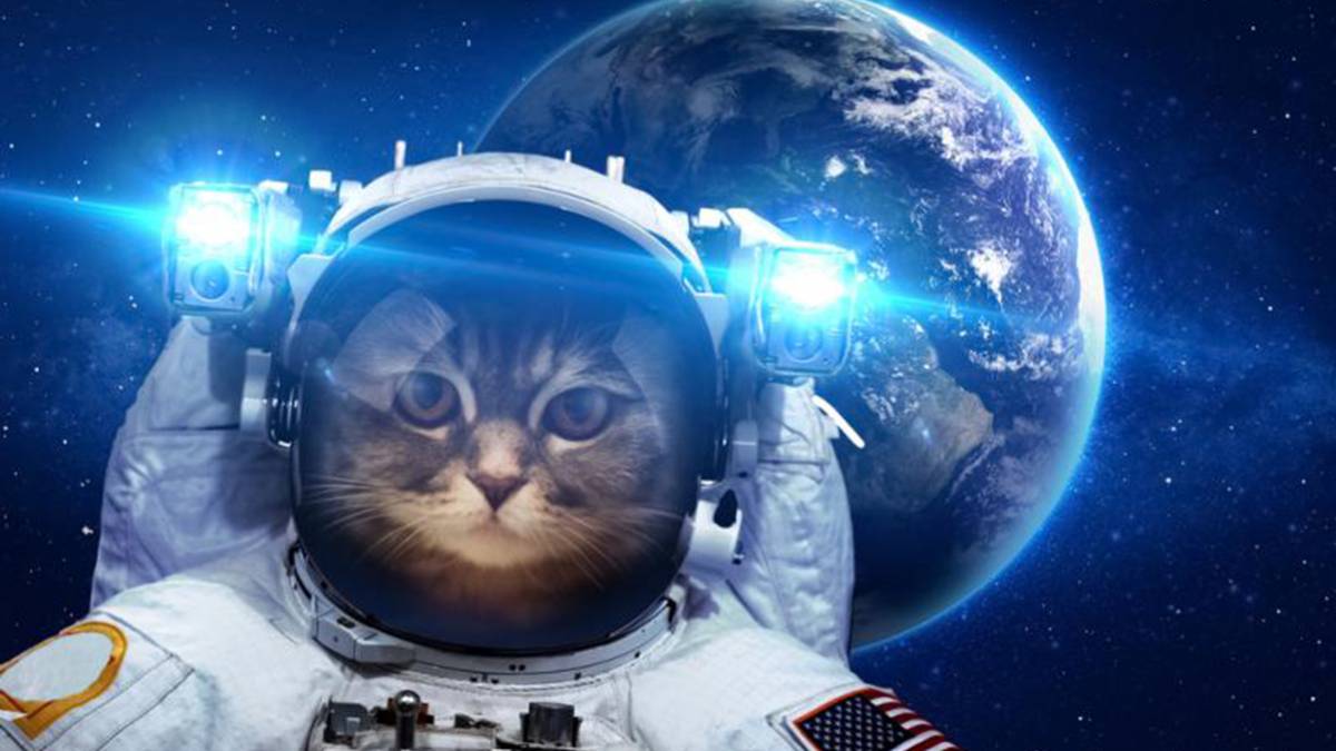 el gato cuyas cenizas viajarán al espacio - AS.com