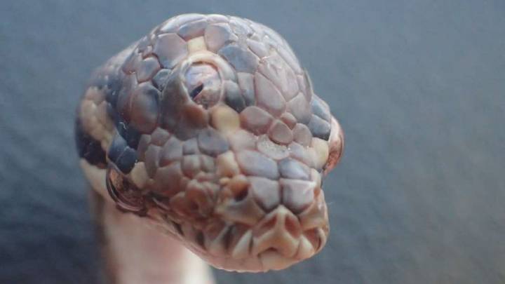 Encuentran una serpiente pitón con tres ojos en Australia