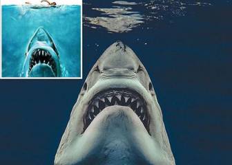 Un fotógrafo consigue una imagen calcada al cartel de la película 'Tiburón'