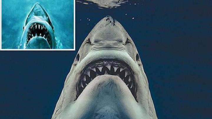 Un fotógrafo consigue una imagen calcada al cartel de la película 'Tiburón'
