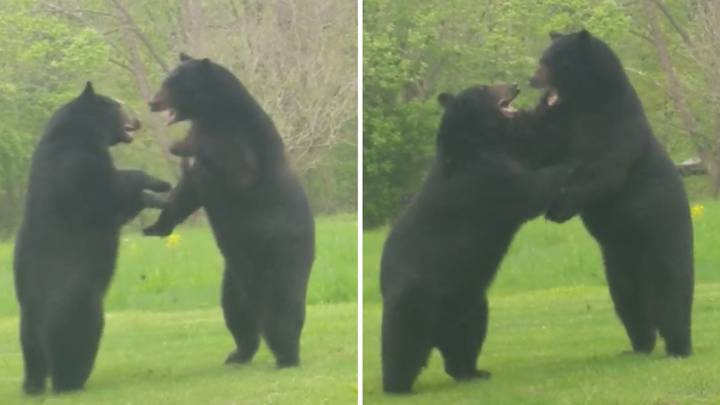 Un hombre capta la pelea entre dos osos en el jardín de su casa