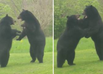 Un hombre capta la pelea entre dos osos en el jardín de su casa