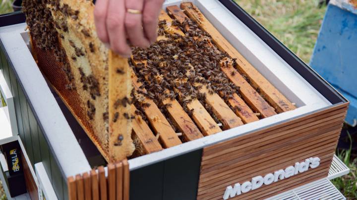 McDonald's abre su local más pequeño del mundo: un restaurante para abejas