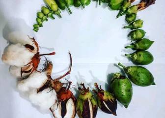 ¿Sabes cómo comienza el ciclo de vida del algodón?