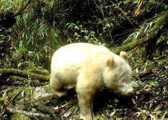 Fotografían por primera vez a un oso panda albino en libertad