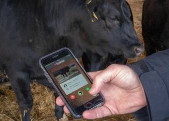 Te presentamos 'Tudder', el Tinder para vacas que ha desatado el humor en Internet
