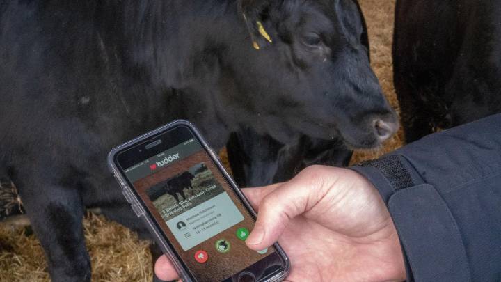 Te presentamos 'Tudder', el Tinder para vacas que ha desatado el humor en Internet