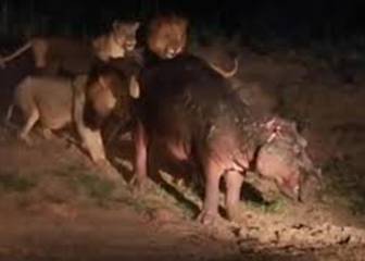 Un hipopótamo es atacado ferozmente por cinco leones