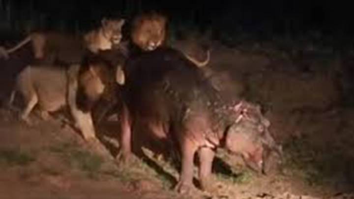 Un hipopótamo es atacado ferozmente por cinco leones 