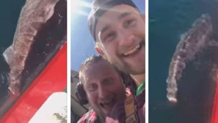Dos pescadores cortan la cola de un tiburón para que no pueda nadar burlándose de él