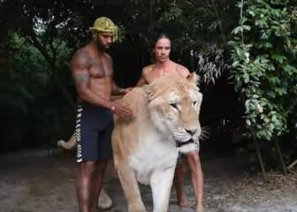 Ligre, el híbrido entre león y tigre creado por el hombre que se ha hecho viral en redes