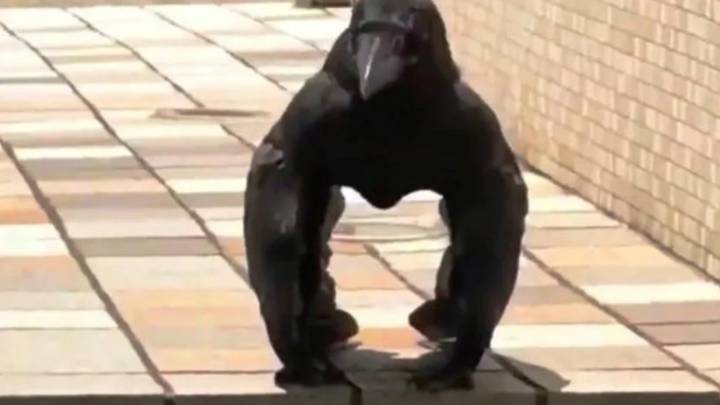 El primer cuervo-gorila es captado en Japón y arrasa en las redes