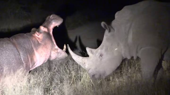 Este encuentro entre un hipopótamo y un rinoceronte acaba con el primero huyendo