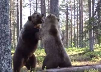 Filman una pelea entre dos osos en Finlandia que acabó con uno fuera de juego