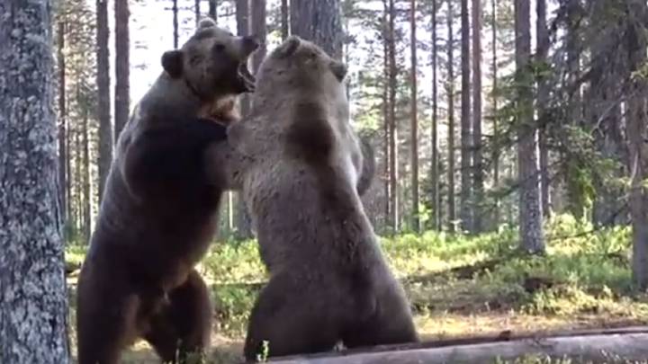 Filman una pelea entre dos osos en Finlandia que acabó con uno fuera de juego