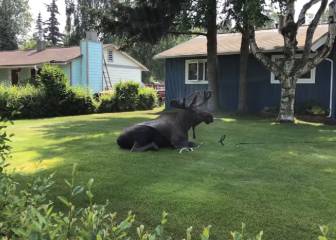 Mientras Alaska bate récords de calor, este alce tiene la mejor solución posible