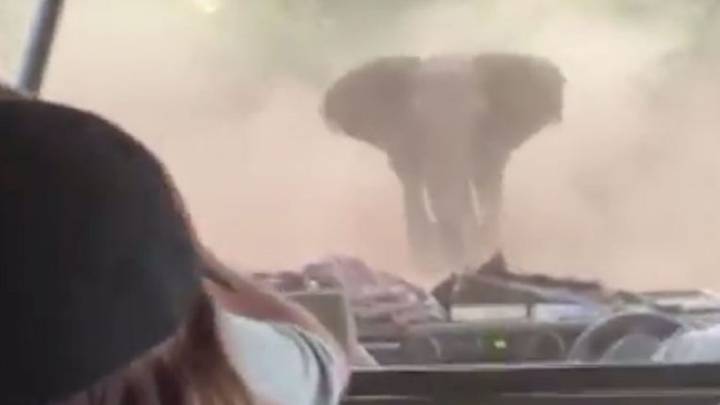 La persecución de un elefante a un coche durante un safari
