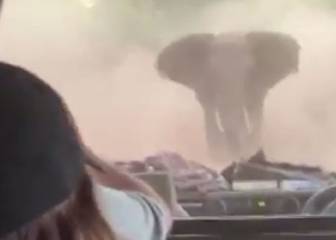 La persecución de un elefante a un coche durante un safari