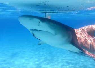 Un youtuber pone a prueba si de verdad a los tiburones les atrae la sangre humana