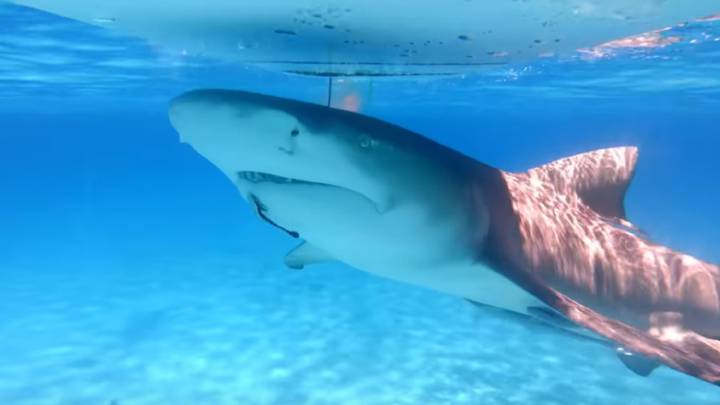 Un youtuber pone a prueba si de verdad a los tiburones les atrae la sangre humana