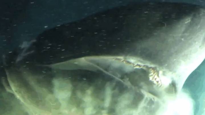 Graban en vídeo a una de las especies de tiburón más antiguas del planeta