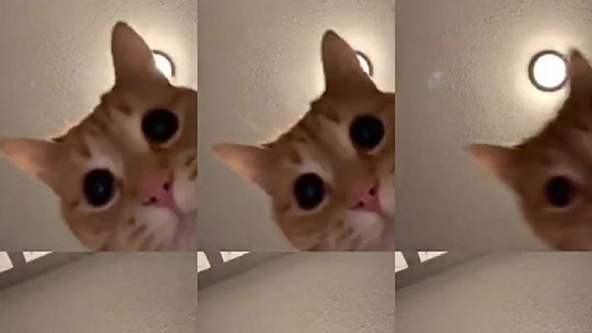 Este vídeo un gato al ritmo de 'Mr. Sandman' resulta extrañamente adictivo - AS.com