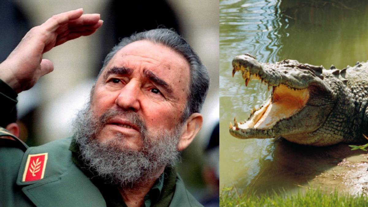 Un cocodrilo del fallecido Fidel Castro muerde a un hombre en Suecia -  