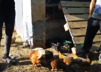 ¿Parodia o realidad? Las redes no dan crédito con este vídeo de un santuario vegano