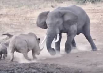 Esta pelea entre un rinoceronte y un elefante es un buen recordatorio de su fuerza
