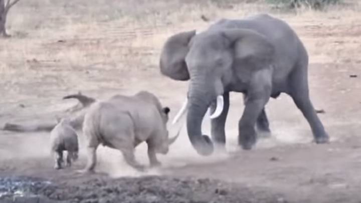 Esta Pelea Entre Un Rinoceronte Y Un Elefante Es Un Buen Recordatorio De Su Fuerza As Com