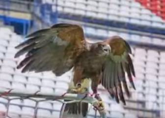 Moncloa contrata al 'halconero' del Atleti para combatir una plaga de palomas