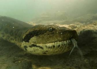El espectacular cara a cara de una anaconda con dos buceadores