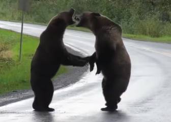 Graba la brutal pelea de dos osos en mitad de la carretera