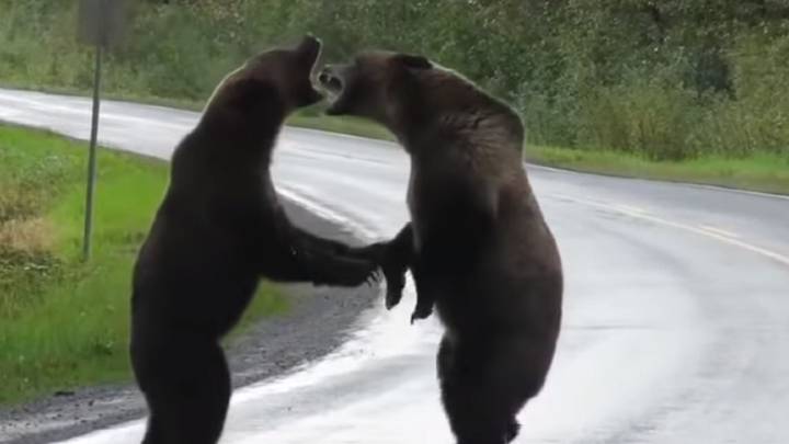 Graba la brutal pelea de dos osos en mitad de la carretera